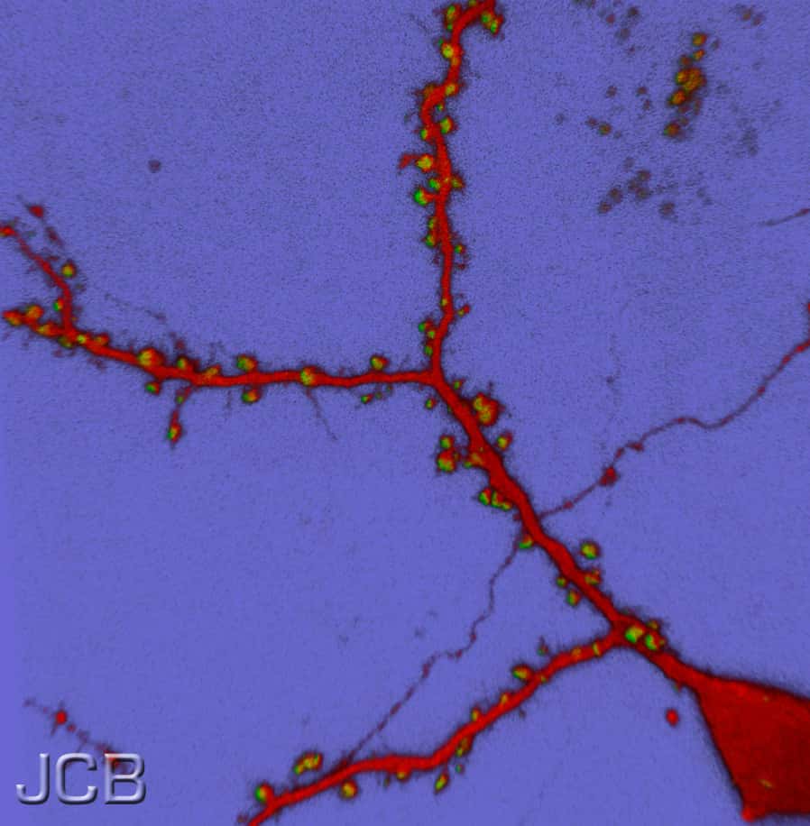 Les épines apparaissent en vert le long des bras dendritiques, en rouge, du neurone. Six heures après l’apprentissage, le nombre d’épines dendritiques est bien supérieur à celui du cerveau d’une souris qui n’a rien appris. © Kenneth Young, <em>Journal of Cell Biology</em>
