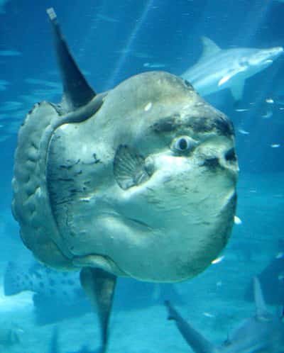 Les poissons-lunes figurent parmi les espèces animales capables d'hybridation après 40 millions d'années de séparation. © Brian Snelson, Wikimedia Commons, CC by-sa 2.0 