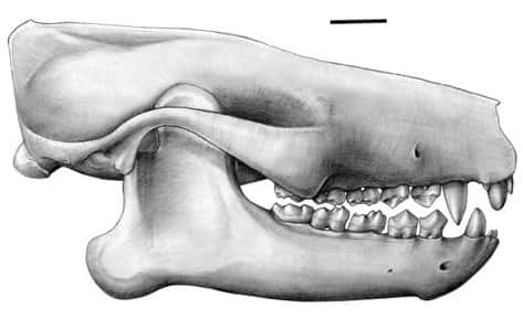 Le crâne complet du plus vieux mammifère africain connu à ce jour, Ocepeia. Ses molaires évoquent l'éléphant mais il n'a que 2 prémolaires par côté de mâchoire. De plus, certains caractères sont ceux des insectivores. Un patchwork passionnant pour les zoologistes. La barre d'échelle représente 1 cm. © Charlène Letenneur