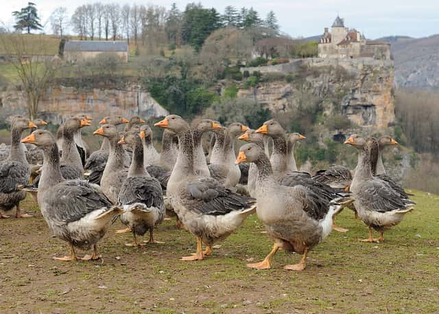 Le canard ou comme ici, l’oie, seront-ils bientôt de sérieux concurrents pour Total ? © JanetandPhil, Flickr, CC by-nc-nd 2.0