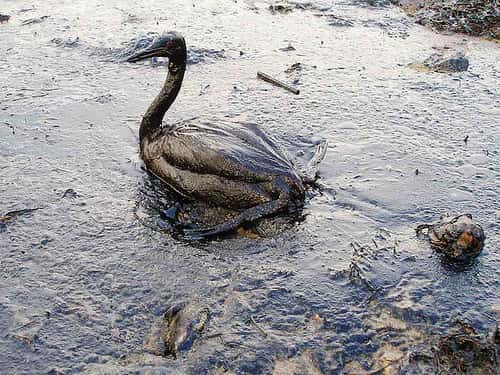 Les oiseaux mazoutés après une marée noire, comme ici en Crimée, sont recueillis par des associations mais tous ne peuvent pas être nettoyés et sauvés. © Igor Golubenkov/Saving Taman/Marinephotobank, CC by 2.0