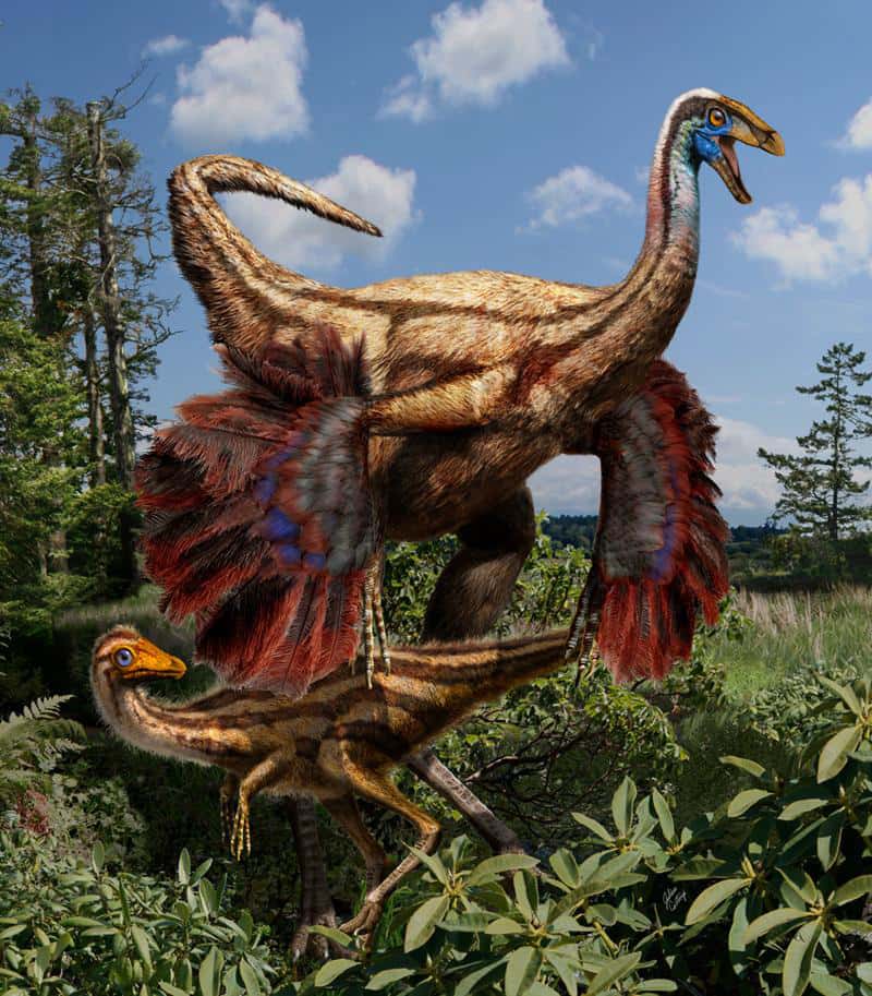 Reconstruction artistique des ornithomimosaures, des <em style="text-align: center;">Ornithomimus edmontonicus</em>, trouvés en Alberta (Canada). La différence entre le plumage du juvénile et celui de l’adulte, qui semble posséder des ailes primitives, est clairement visible. Les couleurs sont issues de l’imagination de l’artiste. © Julius Csotonyi