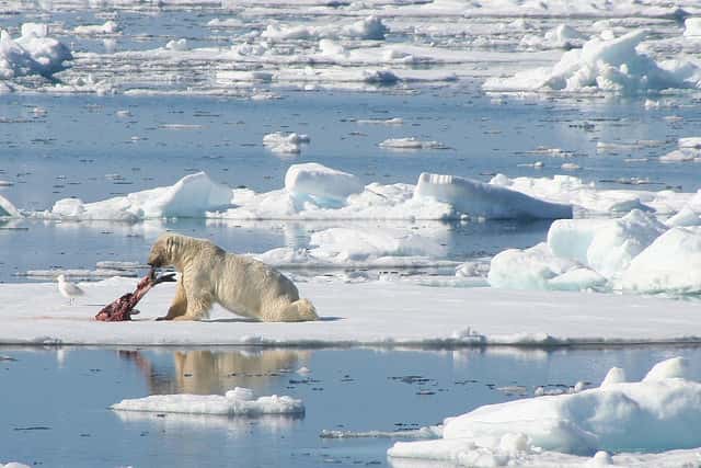 Un phoque du Groenland dévoré par un ours polaire, sur la banquise arctique. Les experts estiment qu'il subsiste entre 20.000 et 25.000 <em>Ursus maritimus.</em> © LindsayRs, Flickr, cc by nc nd 2.0