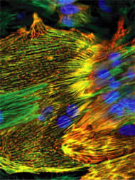 Sur leur film de polymère, les cellules de muscle cardiaque suivent les motifs dessinés à l’aide de fibronectine. © Science