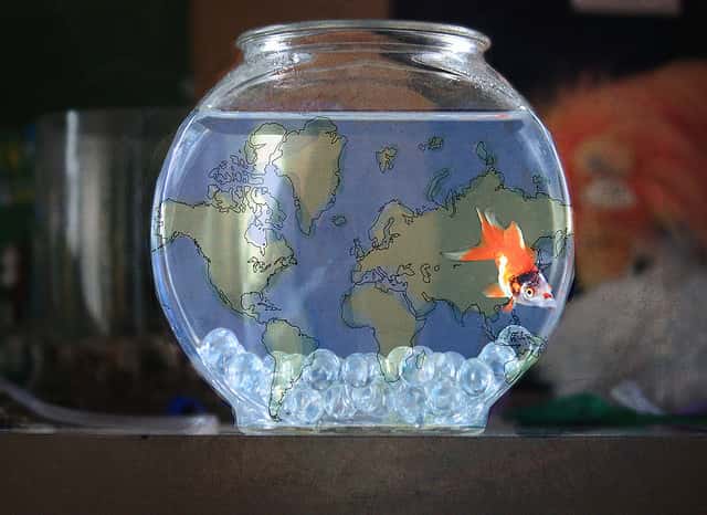 Un poisson a besoin de décors et d'espace pour se sentir bien dans un aquarium. C'est maintenant prouvé scientifiquement ! © -Fearless-, Flickr