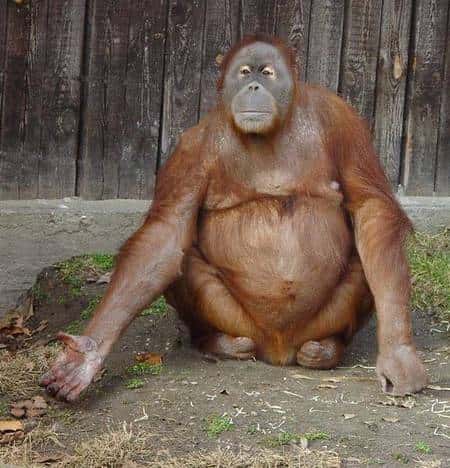 Victime des déforestations indonésiennes, l’orang-outan risque fort de disparaître. Il est devenu l’emblème de bien d’autres disparitions d’espèces, végétales et animales. © www.777life.com, usage illimité