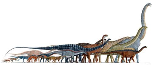 Des sauropodes, dinosaures géants du Crétacé. © DR