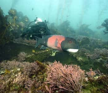 Suivi sous-marin des poissons d'une réserve marine. © Robert Schwemmer/NOAA
