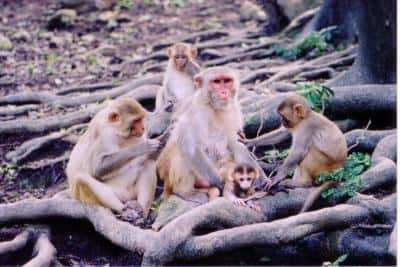 Des macaques rhésus femelles surveillant des petits. Ceux-là ne sont pas clonés… © Dario Maestripieri, <em>University of Chicago</em>