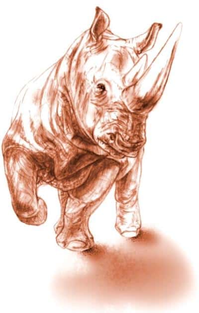 Ceratotherium neumayri a vécu durant le Miocène supérieur. Il pourrait être l'ancêtre des rhinocéros blancs et noirs d'Afrique. © Reconstruction de Maëva J. Orliac