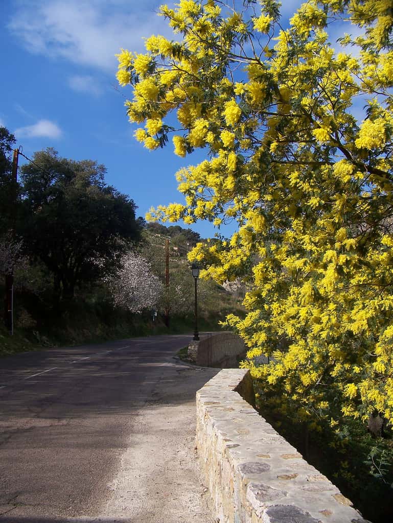 Les routes fleuries sont plaisantes à l'œil, précieuses pour les abeilles, utiles à l'agriculture, environnementalement correctes et leur coût n'est pas excessif. © Solea20 / Flickr - Licence Creative Common (by-nc-sa 2.0)