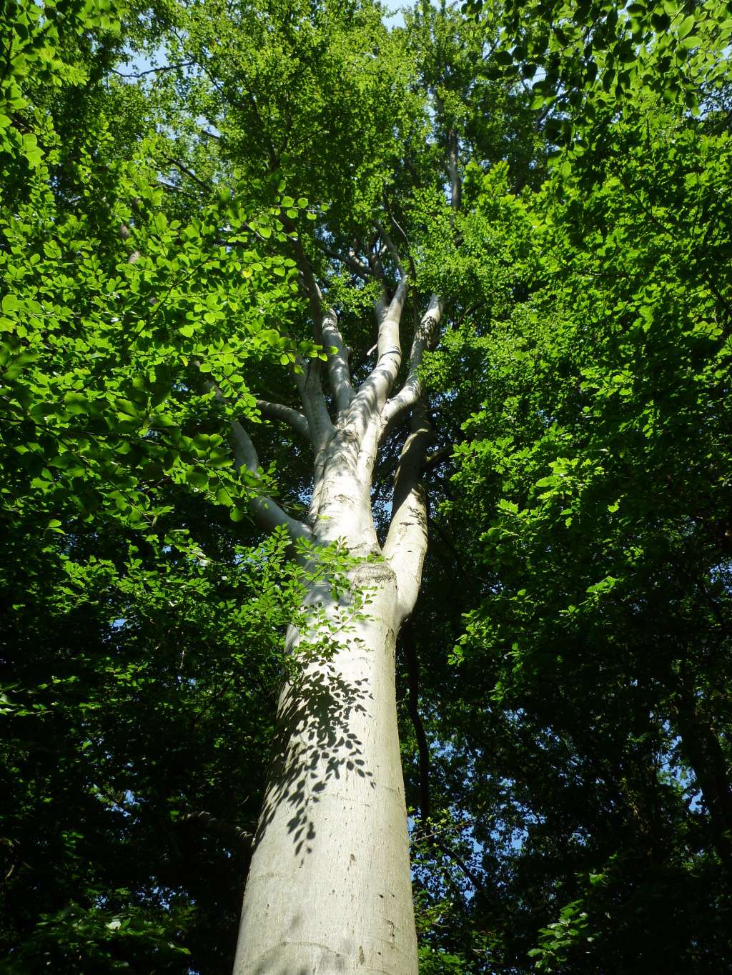 Le tronc lisse du hêtre commun favorise le développement des mousses et des lichens. © Philippe Gourdain
