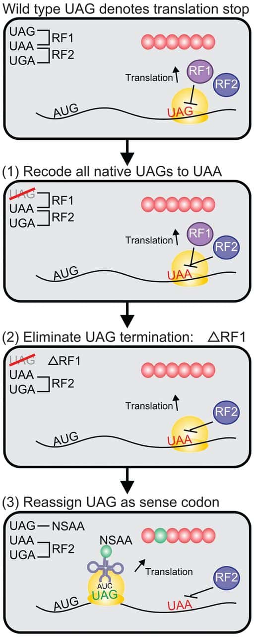 Ce schéma reprend les différentes étapes de l’expérience des chercheurs états-uniens. À partir d'un profil sauvage, le codon UAG est retiré de tous les gènes, et remplacé par UAA (1), qui est interprété comme un codon stop par RF1 et RF2. Puis on crée des mutants qui ne synthétisent plus RF1 (2). Ainsi, on peut réintroduire dans la partie codante du gène un codon UAG (3), qui va alors coder pour un acide aminé non conventionnel. © Marc Lajoie <em>et al.</em>, <em>Science</em>