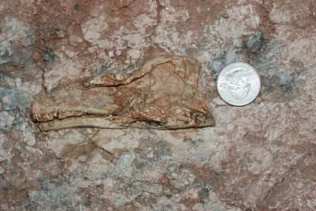 
Aorun zhaoi, dont le crâne est visible sur la photographie, est la cinquième espèce de théropodes découverte en Chine par l'équipe de James Clark. © James Clark, université George Washington
