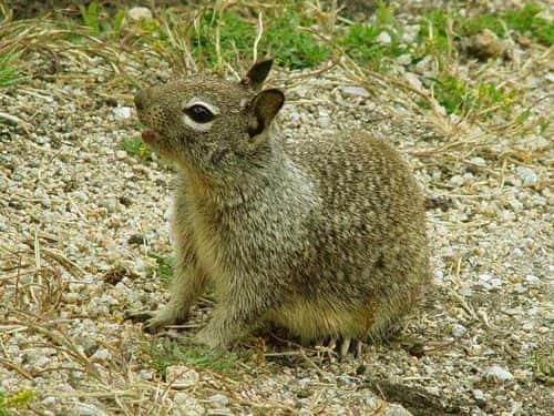 Spermophilus beecheyi, ou écureuil de Californie. Crédit : California Ground Squirrel.