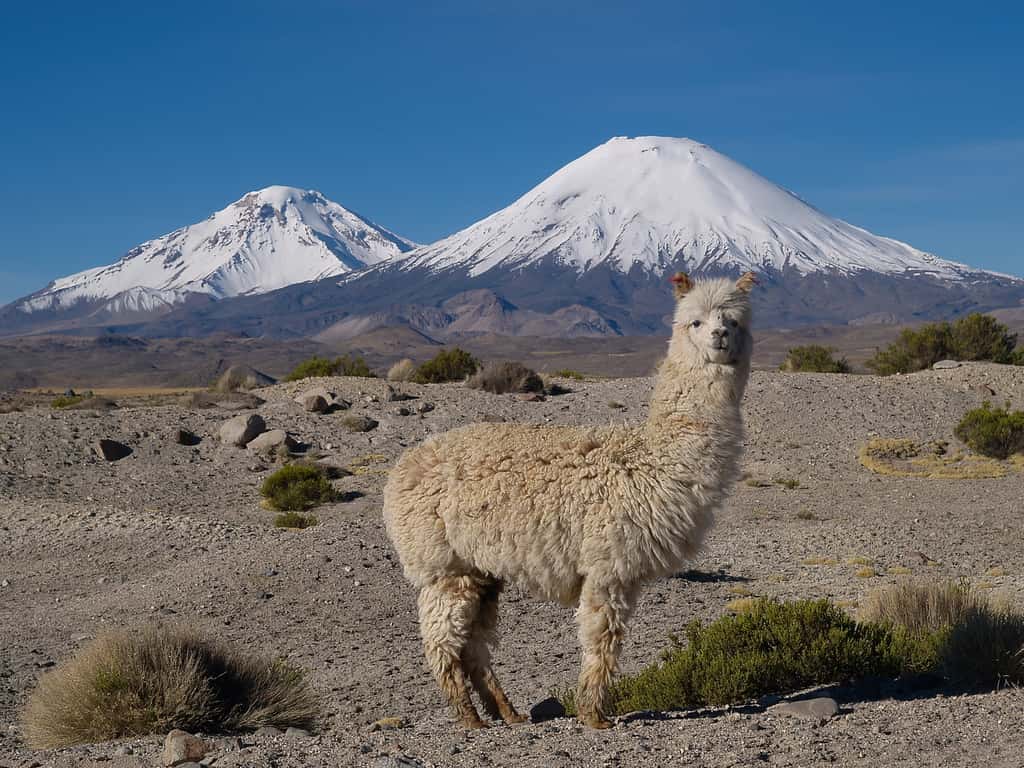 Les anticorps dérivés de lamas seront-ils tolérés par l’Homme ? La question reste posée. © Marcel Hurni, Fotolia