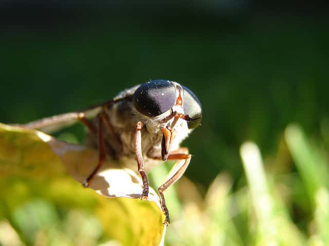 L'entreprise Ynsect pratique l'élevage de coléoptères (le plus grand groupe d'insectes, avec les scarabées, les hannetons et coccinelles) et de diptères (dont font partie les mouches, les moustiques et les taons dont on voit ici une tête agrandie). © Dagwald, Flickr, cc by nc sa 2.0