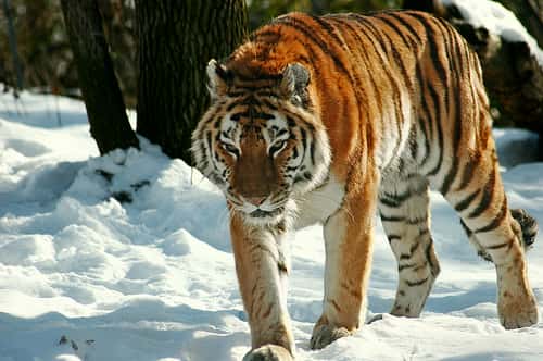 Le tigre de Sibérie, ou tigre de l'Amour, est le plus grand des tigres. © Alan(ator) CC by