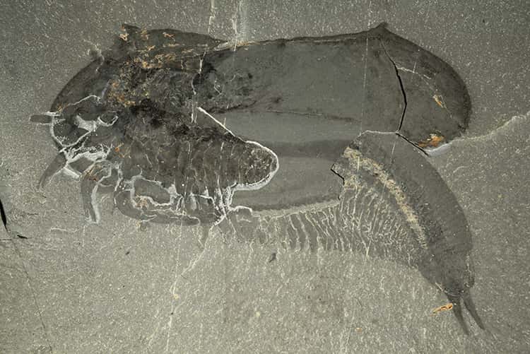 Un autre fossile de <em>Tokummia katalepsis</em>.© Jean-Bernard Caron