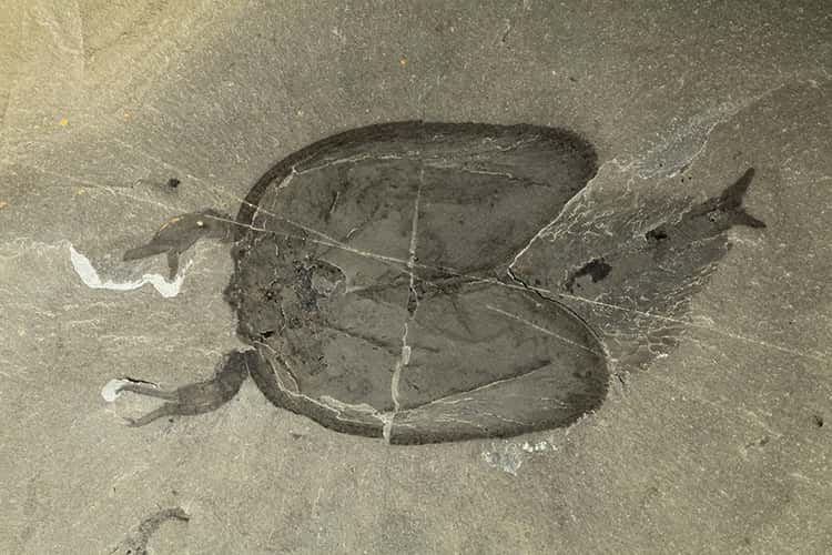 Les pinces de <em>Tokummia katalepsis</em> sont bien visibles sur ce fossile. © Jean-Bernard Caron