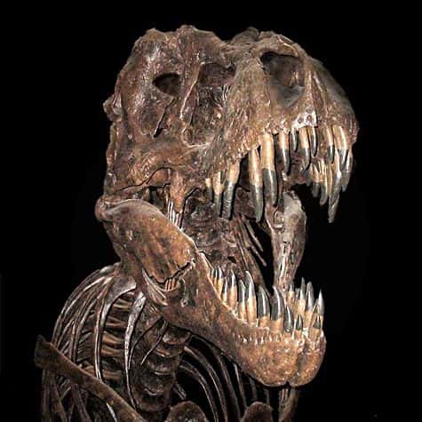 Les tyrannosaures ont vécu à la fin du Crétacé, il y a 70 à 65 millions d'années. Plus de 30 fossiles ont été découverts à ce jour. © GFDL, <em>Wikimedia Commons</em>, CC by-sa-2.0