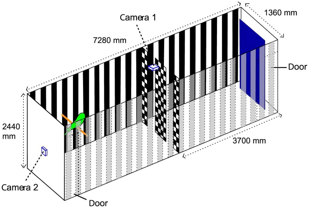 Des chercheurs ont placé des perruches dans un tunnel de plus 7 m de longueur équipé de caméras (<em>door</em>indiquent les portes). Les oiseaux pouvaient passer, au choix, traverser la cloison centrale par l'une des ouvertures. Ils ont ainsi pu déterminer que certaines étaient « droitières » et d’autres « gauchères ». © Bhagavatula <em>et al.</em>, <em>Plos Computational Biology</em>, 2014, cc by 4.0