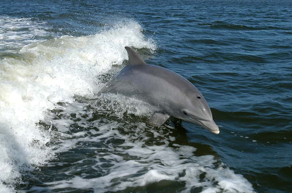 Les grands dauphins océaniques peuvent rester 15 minutes à 200 m de profondeur sans respirer. © Nasa, <em>Wikimedia Commons</em>, domaine public