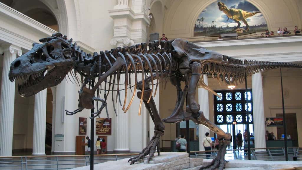 Des paléontologues ont déjà mis au jour des squelettes forts ressemblants d'un point de vue morphologique, mais dont l’apparence générale différait (l’un était gracile et l’autre massif, par exemple). Ils ont alors été attribués à des espèces différentes, ou à un mâle et à une femelle. Or, selon les résultats de John Horner, ils pourraient appartenir à des individus de la même espèce et du même sexe, mais dont les âges différaient au moment de leur mort. © Steve Richmond, Wikimedia Commons, cc by sa 3.0