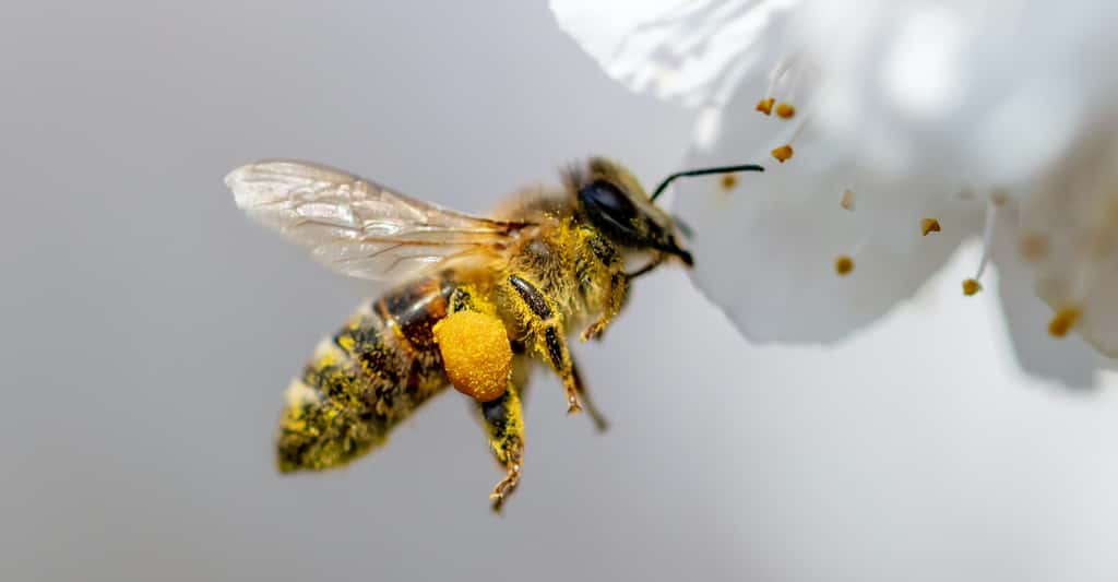 Le déclin des insectes pollinisateurs a déjà un impact important sur la santé de la population de certains pays. © schankz, Adobe Stock