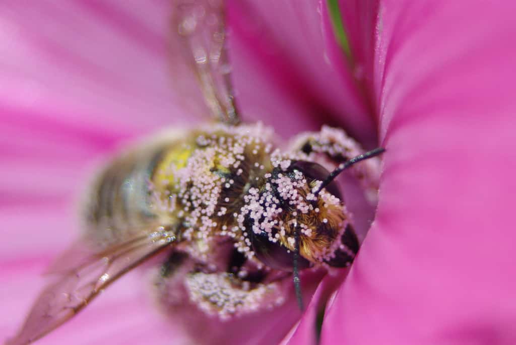 Une plante qui sécrète du nectar est dite mellifère. C'est à partir de cette substance, ou du miellat des pucerons, que les abeilles font leur miel. Les roses ou le géranium par exemple ne sont pas des plantes utiles pour les abeilles. © Lefort Johan, Flickr, cc by nc sa 2.0