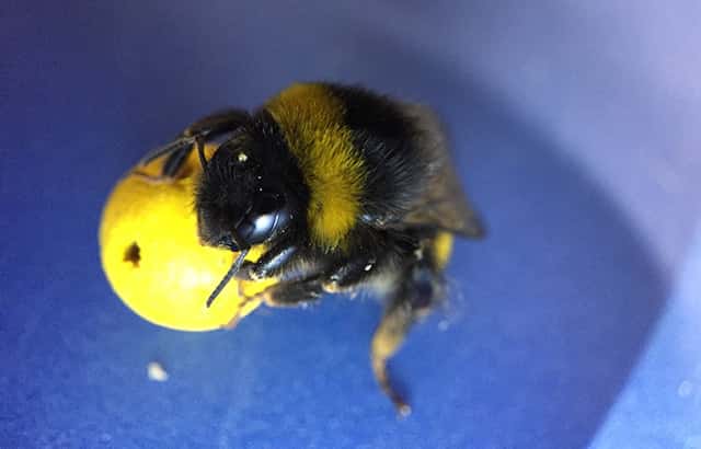 Une abeille déplaçant une balle. © Olli J. Loukola, Université Queen Mary de Londres