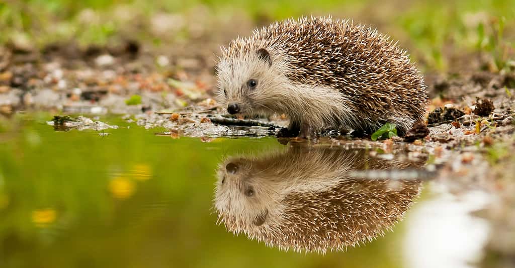 Des chercheurs montrent comment de l’ADN recueilli dans des stations de surveillance de la qualité de l’air peut informer sur la biodiversité et sa dynamique. Au cours de leur étude, ils ont identifié plus de 180 espèces différentes. Parmi lesquelles, le hérisson, une espèce clé pour la conservation de la nature. © kanuaq, Adobe Stock
