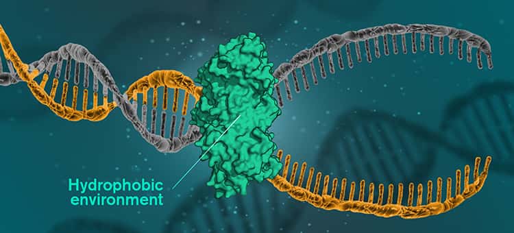 Pour que l’ADN soit lu, répliqué ou réparé, les molécules d’ADN doivent s’ouvrir et les brins se séparer. Cela se produit lorsque les cellules utilisent une protéine catalytique pour créer un environnement hydrophobe autour desdites molécules. © Yen Strandqvist, Université Chalmers