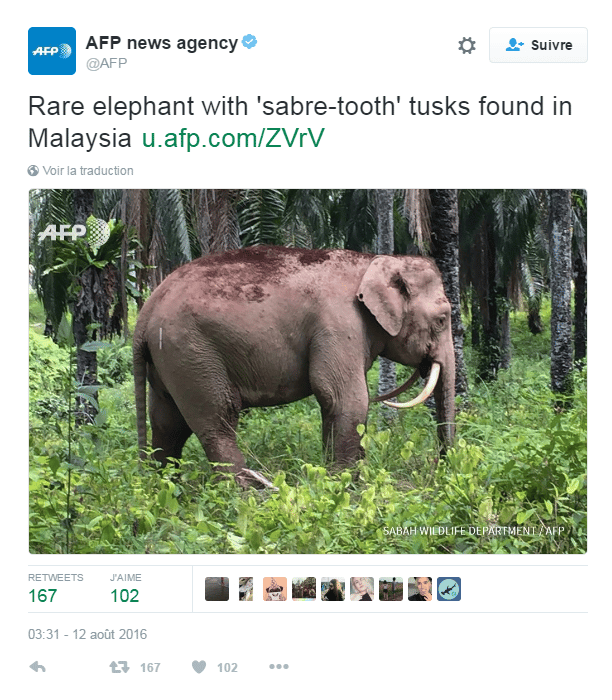 Tweet de l'AFP annonçant la découverte de cet « éléphant pygmée à dents de sabre », photographié dans une palmeraie de l’état de Sabah, en Malaisie, à Bornéo, le 11 août 2016.© AFP via Twitter