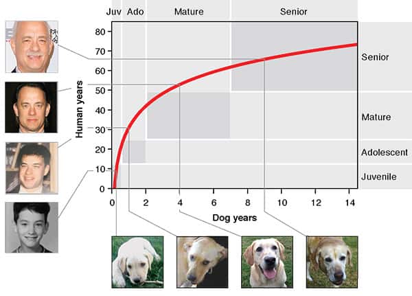 Pour déterminer l’équivalent humain de l’âge de votre chien, trouvez son âge sur l’axe horizontal et remontez jusqu’à la courbe rouge, puis rejoignez l’axe vertical. © Tina Wang, <em>Cell Press</em>