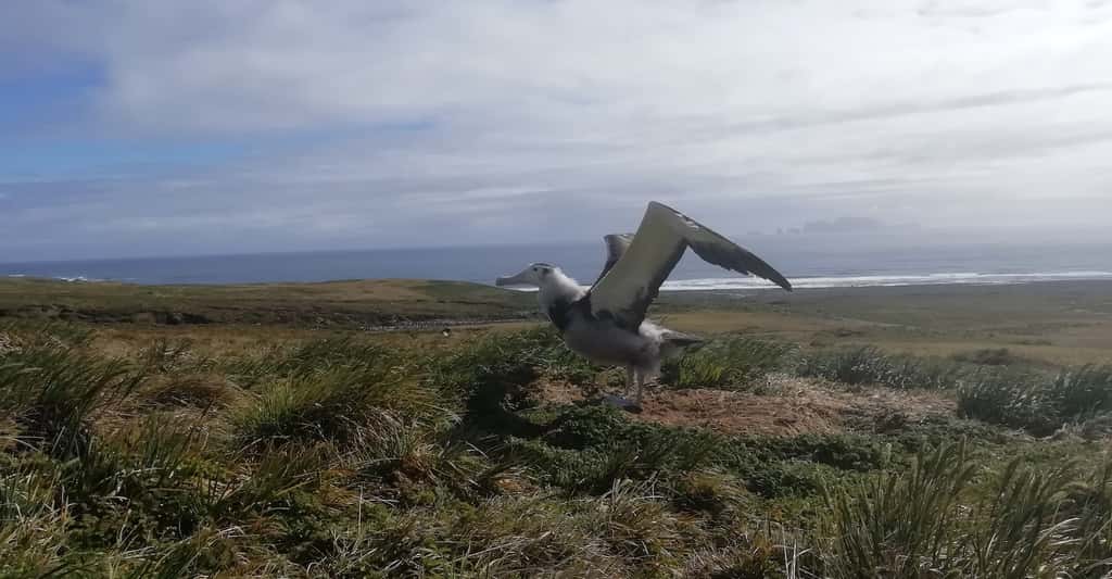 <em>« Les manchots sont des animaux attachants, mais l’albatros hurleur… ! Voir un albatros hurleur posé à terre, c’est impressionnant. C’est le plus grand oiseau du monde. Quelque 3,70 mètres d’envergure pour pas loin de 12 kilos. Et même si celui-là n’était encore qu’un poussin, il avait déjà atteint sa taille adulte. Le voir déployer ses ailes et claquer son bec. Entendre le vent balayer ses plumes et arracher ce qui lui reste de duvet. C’est une sensation que je n’oublierai jamais »</em>, nous raconte Michel Izard, un reste d’émotion dans la voix. © Michel Izard et Bertrand Lachat TF1, tous droits réservés