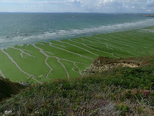 Les algues vertes prolifèrent à cause de l'utilisation excessive d'engrais, notamment. © Cristina Barroca, flickr, CC by-nc-nd 2.0 02