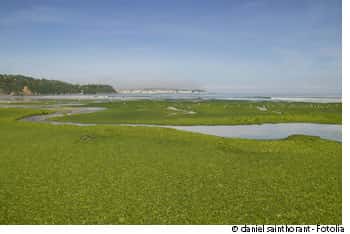 La prolifération des algues vertes en Bretagne est un problème lié à la quantité de nitrates dans l'eau. © Daniel Saint Horant, Fotolia 