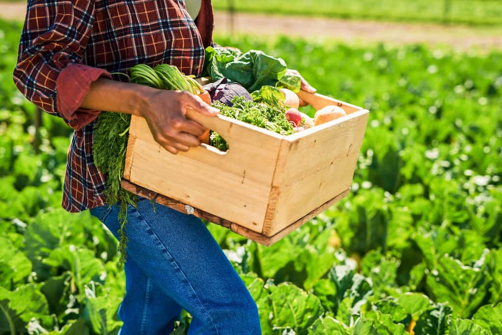 Selon l’IPBES, l’adoption de pratiques agricoles durables, la réduction des pertes et des déchets alimentaires, l’adoption de nouvelles sources d’alimentation humaine et animale et de régimes alimentaires sains et durables permettraient à la surface agricole actuelle de répondre aux besoins calorifiques et nutritionnels des générations futures à moyen et à long terme. © IPBES