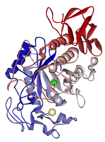 L’amylase salivaire est requise pour le catabolisme des glucides à longue chaîne comme l’amidon. Elle est codée par un gène présent en plusieurs exemplaires sur le chromosome 1. © Protein Data Bank, Wikimedia Commons, DP