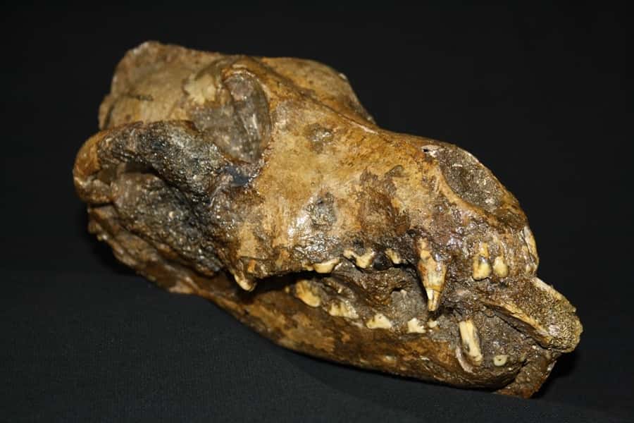 Ici, un chien paléolithique avec un fragment d’os entre ses dents. Un os probablement introduit là après sa mort, dans le cadre d’un rituel. © Peter Ungar, Université de l’Arkansas