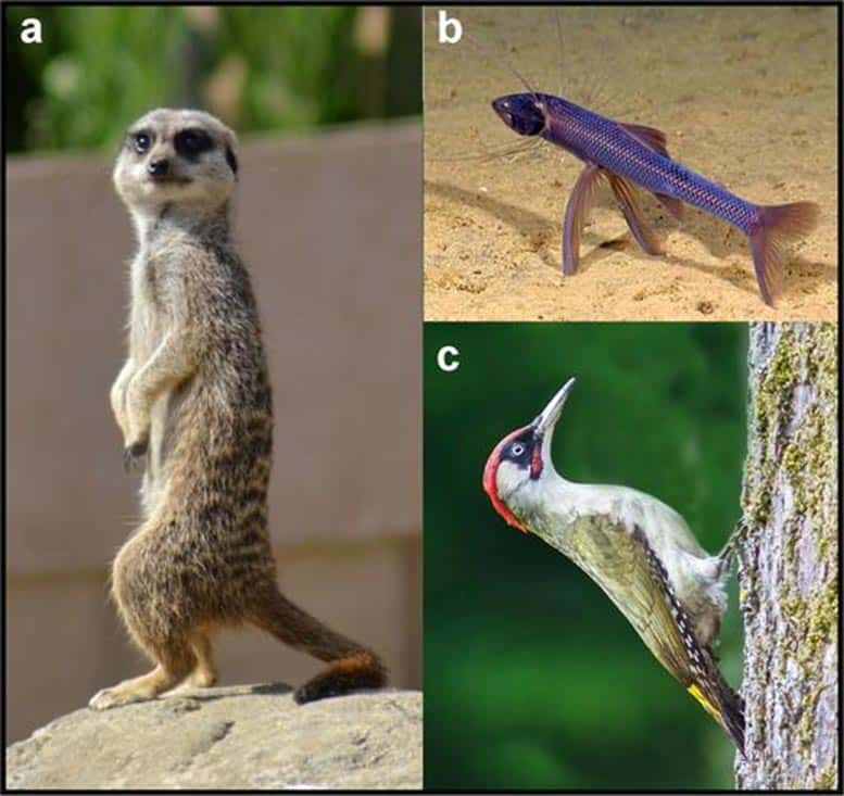 Quelques exemples d’animaux s’appuyant sur une troisième patte factice. © Tracy Thomson, BioEssays, Université de Californie
