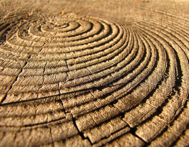 Le comptage des anneaux de croissance des arbres pour déterminer leur âge est appelé la dendrochronologie. Ces anneaux sont également utilisés pour étudier les climats passés. &copy; kendura99, Flickr, cc by nc nd 2.0