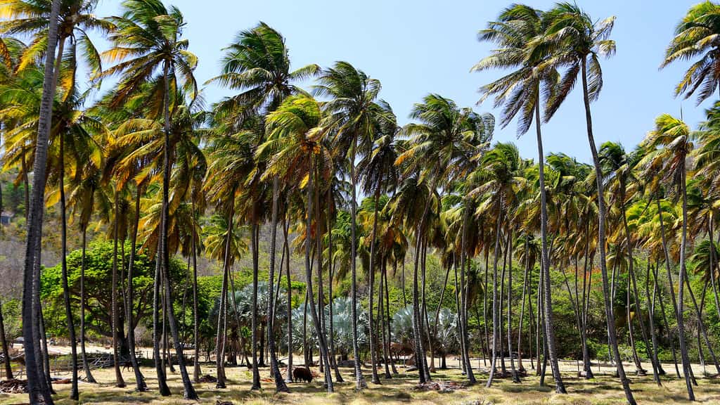 Cocoteraie sur l'île de Bequia. © Antoine, tous droits réservés, reproduction interdite