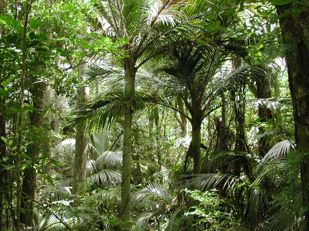 Palmiers Nikau, l’équivalent néo-zélandais du cocotier… mais il n’a pas de fruits comestibles. © Pseudopanax, <em>Wikimedia commons</em>, DP