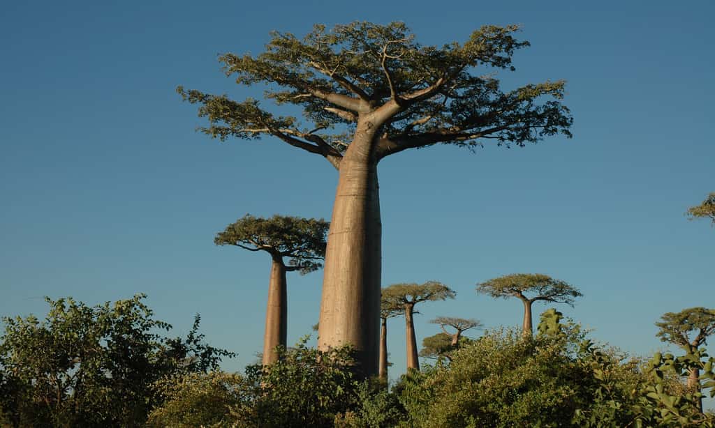 Baobabs <em>Adansonia</em>, ou<em> Renala</em>, ce qui signifie « mère de la forêt » à Madagascar. Ils peuvent vivre très vieux et mesurer 40 mètres de haut. Ceux-ci ont été photographiés près de Morondava. © Antoine