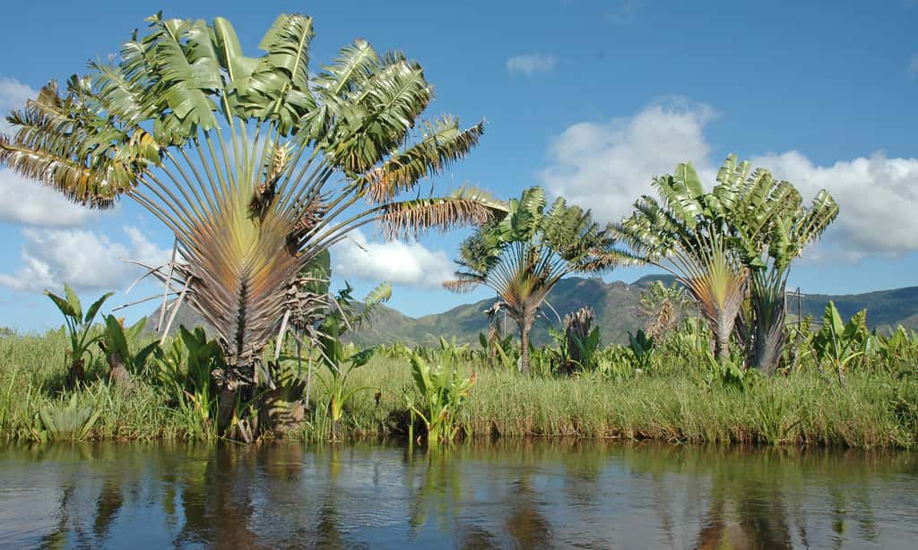 Le ravenala, aussi appelé arbre du voyageur (<em>Ravenala madagascariensis</em>), une plante tropicale de la famille des strelitziacées et originaire de Madagascar. Espèce endémique, c'est la seule espèce du genre dans l'île. Photo prise au bord des voies d'eau de Lokaro, près de Fort–Dauphin. © Antoine