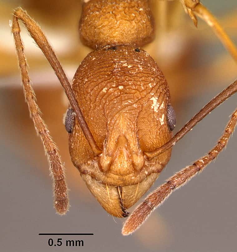 <em>Malagidris sofina</em> est une fourmi confinée à une zone restreinte de forêt, au nord-ouest de Madagascar. L'espèce est désormais menacée d'extinction par la destruction de son habitat, pourtant défini comme un haut lieu mondial de la biodiversité tropicale. © <em>April Nobile, antweb.org</em>