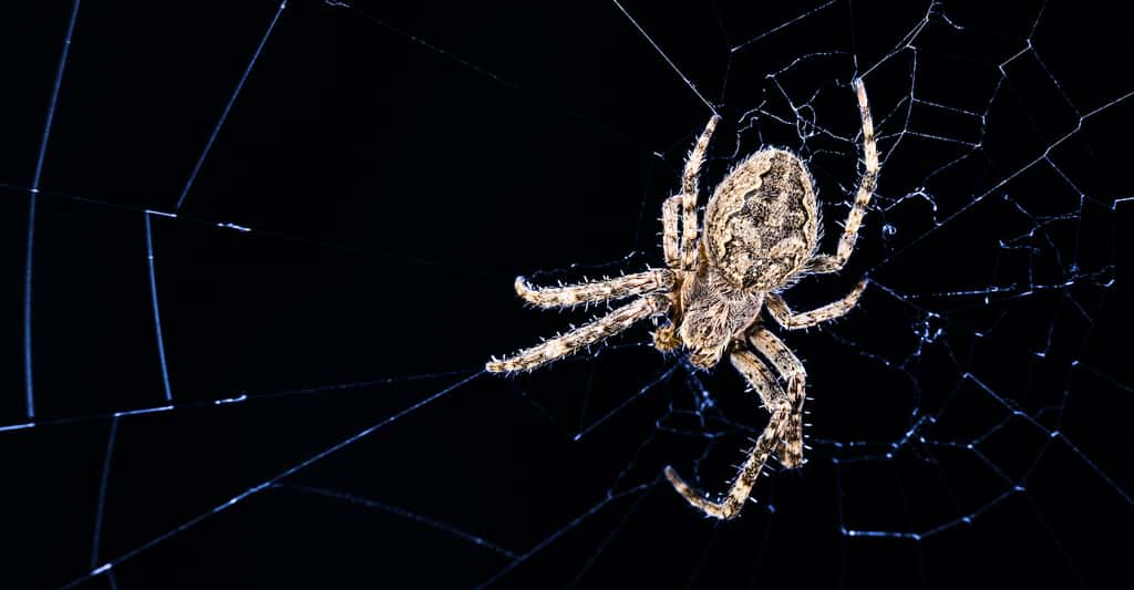 Il existe pas moins de 50 000 espèces d'araignées. © KPixMining, Adobe Stock