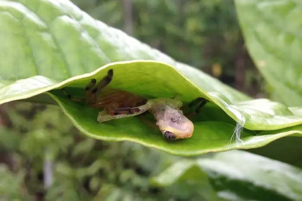 Une araignée a été observée en train de dévorer une grenouille dans ce qui semble être un piège de feuilles. © Dominic Andreas Martin, Université de Goettingen